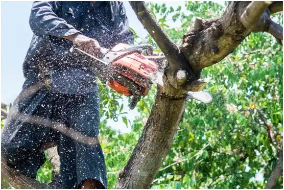 tree services White Sulphur Springs